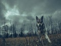 Wolf dog animal in nature forest straight look to camera Royalty Free Stock Photo