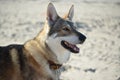 Wolf dog on the beach