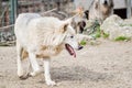 Wolf dog - Canis Lupus Royalty Free Stock Photo