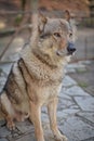Wolf dog with collar full body portrait with eyes with an intense gaze