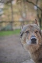 Wolf dog with collar head shot portrait with eyes with an intense gaze