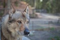 Wolf dog head portrait eyes with an intense gaze