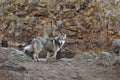 Wolf Dog In Red Rocky Canyon Royalty Free Stock Photo