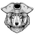 Wolf, dog wearing pirate tricorn hat. Capitan costume.