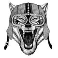 Wolf, dog Wild animal wearing motorcycle, aero helmet. Biker illustration for t-shirt, posters, prints.