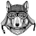 Wolf, dog wild biker animal wearing motorcycle helmet. Hand drawn image for tattoo, emblem, badge, logo, patch, t-shirt.