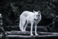 Wolf at the Duisburg Zoo in Germany Royalty Free Stock Photo