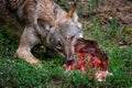 Wolf eating Royalty Free Stock Photo