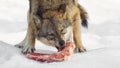 A wolf eats meat