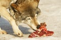 Wolf eats meat