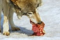 Wolf eats meat