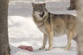 Wolf eats meat