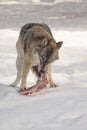 Wolf eats meat Royalty Free Stock Photo