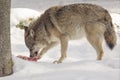 Wolf eats meat