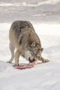 Wolf eats meat Royalty Free Stock Photo