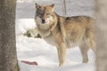 Wolf eats meat Royalty Free Stock Photo