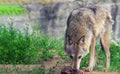 the wolf eats meat at the zoo