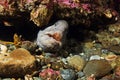 Wolf Eel Royalty Free Stock Photo