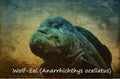 Wolf - Eel Anarrhichthys ocellatus Royalty Free Stock Photo