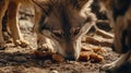 A wolf enjoying its meal on the ground Royalty Free Stock Photo