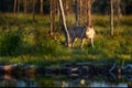 Wolf evening sunset. Wolf in the nature habitat. Wild animal in the Finland taiga. Wildlife nature, Europe. Wolf from Finland.