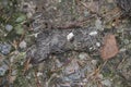 Wolf excrement with hair and bone particles..Filipstad municipality / Varmland / Sweden