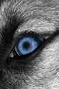 Wolf Eye - Bluer Royalty Free Stock Photo