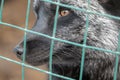 Wolf eyes. Wild animal caged behind wire fence