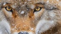 Wolf Face Close Up Winter Snow Royalty Free Stock Photo
