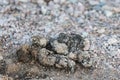 Wolf faeces Royalty Free Stock Photo