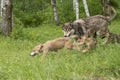 Wolf Family Exploring the Woods Royalty Free Stock Photo