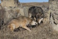 Wolf family with pups at prairie den