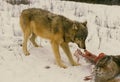 Wolf Feeding On Deer Carcass