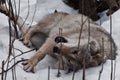 Wolf female lying in the snow, playing in the snow in the winter forest, the behavior of wolves Royalty Free Stock Photo