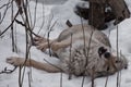 Wolf female lying in the snow, playing in the snow in the winter forest, the behavior of wolves Royalty Free Stock Photo