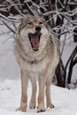 A wolf female wolf is yawning with its big mouth, a beautiful animal under snowfall. Powerful predator Royalty Free Stock Photo