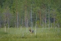 Wolf from Finland. Gray wolf, Canis lupus, in the spring light, in the forest with green leaves. Wolf in the nature habitat. Wild Royalty Free Stock Photo