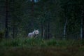 Wolf from Finland. Gray wolf, Canis lupus, in the spring light, in the forest with green leaves. Wolf in the nature habitat. Wild Royalty Free Stock Photo