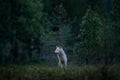 Wolf from Finland. Gray wolf, Canis lupus, in the spring light, in the forest with green leaves. Wolf in the nature habitat. Wild Royalty Free Stock Photo