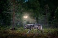 Wolf from Finland. Gray wolf, Canis lupus, in the spring light, in the forest with green leaves. Wolf in the nature habitat. Wild Royalty Free Stock Photo