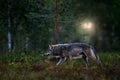 Wolf from Finland. Gray wolf, Canis lupus, in the spring light, in the forest with green leaves. Wolf in the nature habitat. Wild Royalty Free Stock Photo