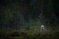 Wolf from Finland. Gray wolf, Canis lupus, in the spring light, in the forest with green leaves. Wolf in the nature habitat. Wild Royalty Free Stock Photo