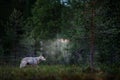 Wolf from Finland. Gray wolf, Canis lupus, in the spring light, in the forest with green leaves. Wolf in the nature habitat. Wild Royalty Free Stock Photo