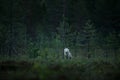 Wolf from Finland. Gray wolf, Canis lupus, in the spring light, in the forest with green leaves. Wolf in the nature habitat. Wild Royalty Free Stock Photo