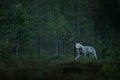 Wolf from Finland. Gray wolf, Canis lupus, in the spring light, in the forest with green leaves. Wolf in the nature habitat. Wild Royalty Free Stock Photo