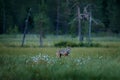 Wolf from Finland. Gray wolf, Canis lupus, in the spring light, in the forest with green leaves. Wolf in the nature habitat. Wild Royalty Free Stock Photo