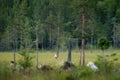 Wolf from Finland. Gray wolf, Canis lupus, in the spring light, in the forest with green leaves. Wolf in the nature habitat. Wild Royalty Free Stock Photo