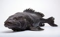 Wolf fish isolated on transparent background. Royalty Free Stock Photo