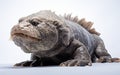 Wolf fish isolated on transparent background. Royalty Free Stock Photo