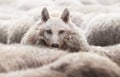 Wolf in a flock of sheep with wool clothing Royalty Free Stock Photo